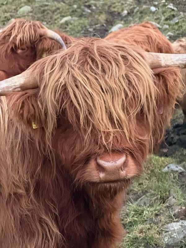Rotary på besøk hos Lindset gard AS i Tresfjord